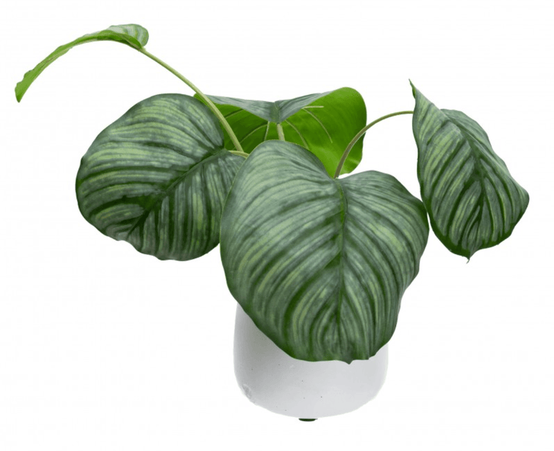 Load image into Gallery viewer, 30cm Faux Calathea Bush in Ceramic Pot Artificial Plant Tabletop Flower Décor-1
