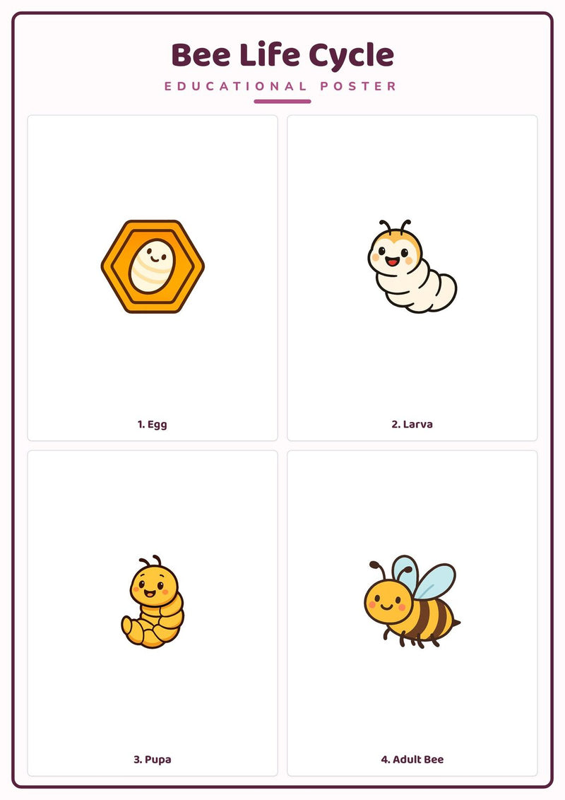 Load image into Gallery viewer, Bee Life Cycle: A4 Matte Laminated Educational Poster Print - 210x297mm-1