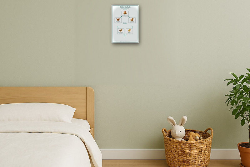 Load image into Gallery viewer, Chicken Life Cycle: A4 Matte Laminated Educational Poster Print - 210x297mm-2