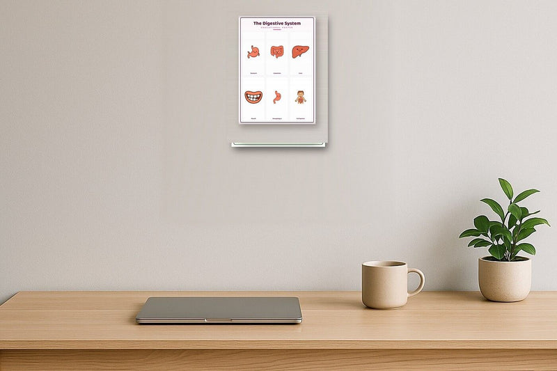 Load image into Gallery viewer, The Digestive System: A4 Matte Laminated Educational Poster Print - 210x297mm-2