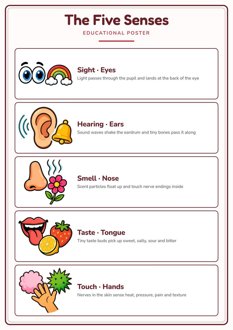 Load image into Gallery viewer, The Five Senses: A4 Matte Laminated Educational Poster Print - 210x297mm-0