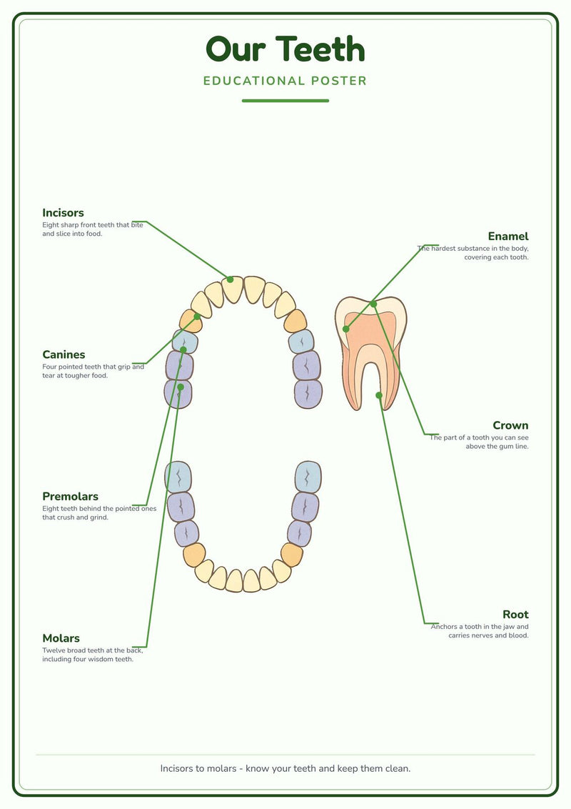 Load image into Gallery viewer, Our Teeth: A4 Matte Laminated Educational Poster Print - 210x297mm-0