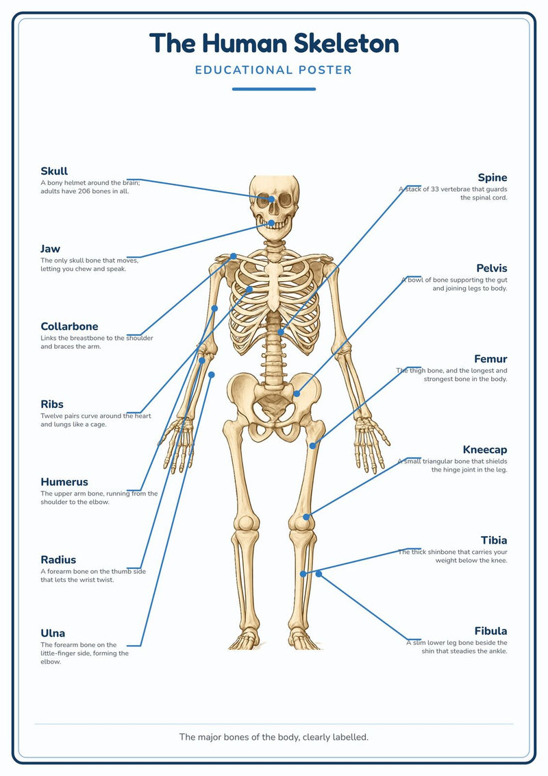 Load image into Gallery viewer, The Human Skeleton: A4 Matte Laminated Educational Poster Print - 210x297mm-1