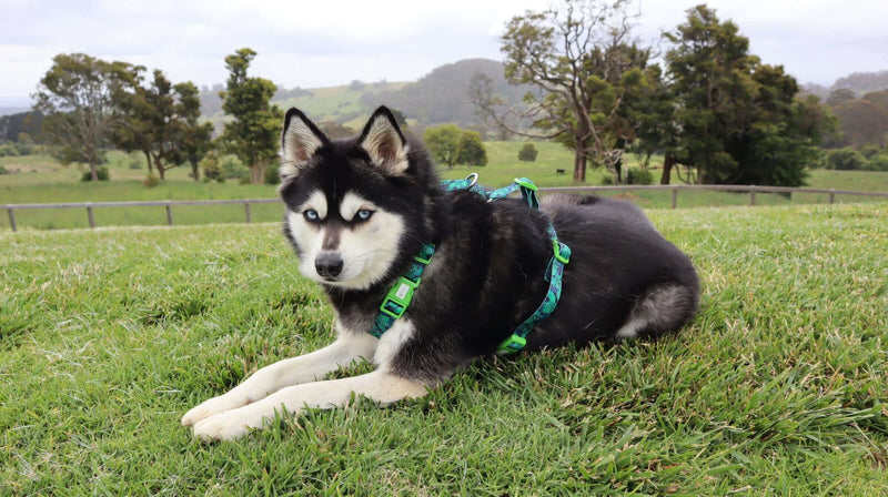 Load image into Gallery viewer, Doggy Eco Eco Friendly “Grampians” Dog Harness Made From Recycled Plastic | Adventureco
