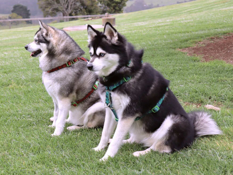 Load image into Gallery viewer, Doggy Eco Eco Friendly “Grampians” Dog Harness Made From Recycled Plastic