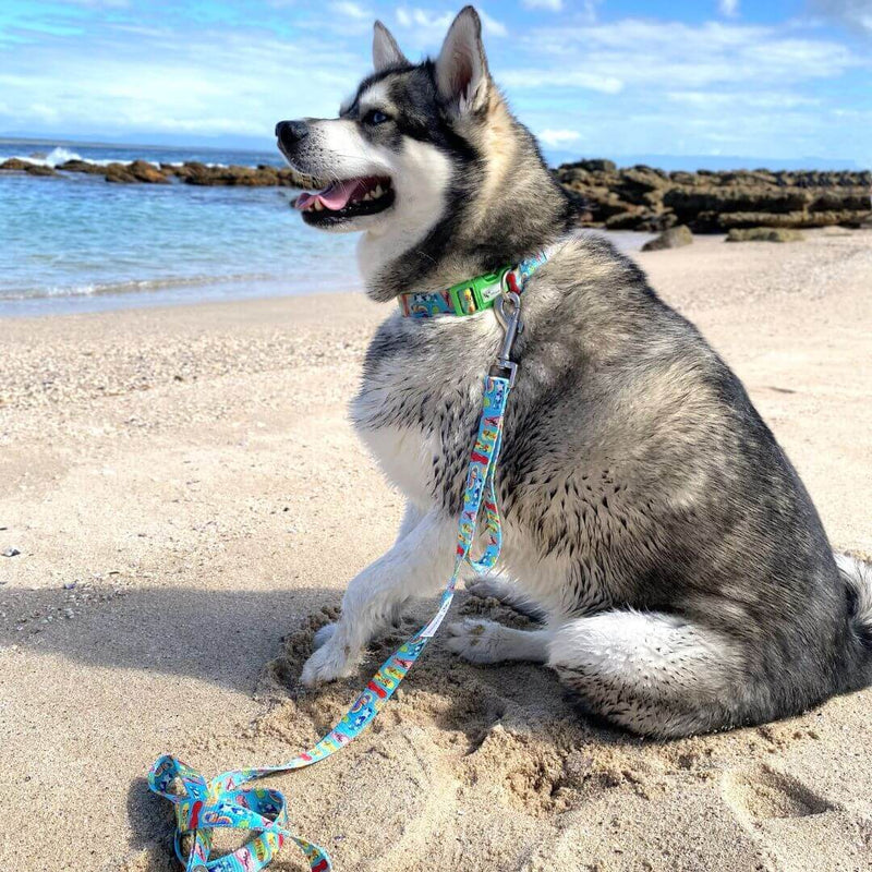 Load image into Gallery viewer, DOGGY ECO Eco Friendly Dog Collar &quot;Bondi&quot; Made From Recycled Plastic
