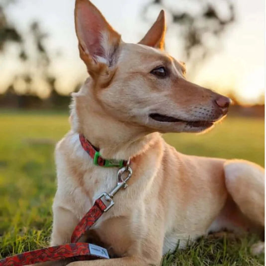 DOGGY ECO Eco Friendly Dog Collar 