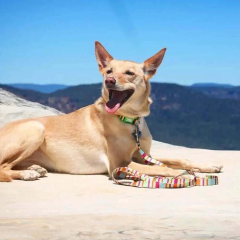 Load image into Gallery viewer, DOGGY ECO Eco Friendly Dog Collar ”Soda” Made from Recycled Plastic