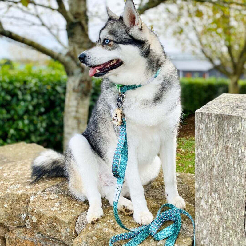 Load image into Gallery viewer, DOGGY ECO Eco Friendly Dog Leash &quot;Troppo&quot; Made from Recycled Plastic | Adventureco
