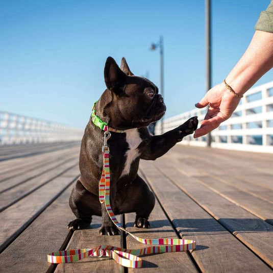 DOGGY ECO Eco Friendly Dog Leash "Soda" Made from Recycled Plastic