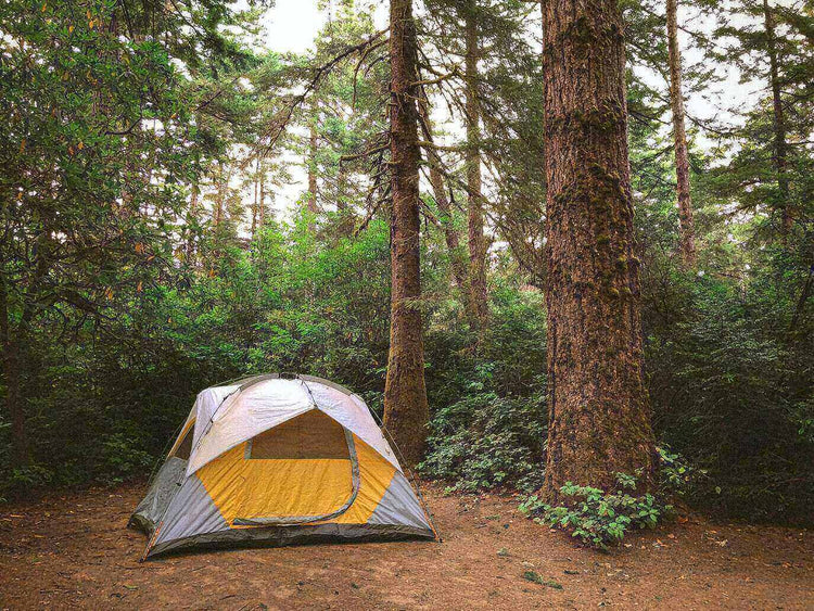 A tent set up in a dense forest, highlighting a common scenario where campers may experience condensation on their tents.