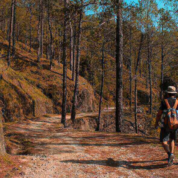 Hiker walking on a forest trail surrounded by trees and greenery, illustrating the importance of staying on the marked path.