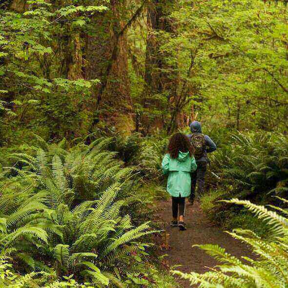 Two hikers in raincoats enjoying a rainy day hike through a lush green forest trail.