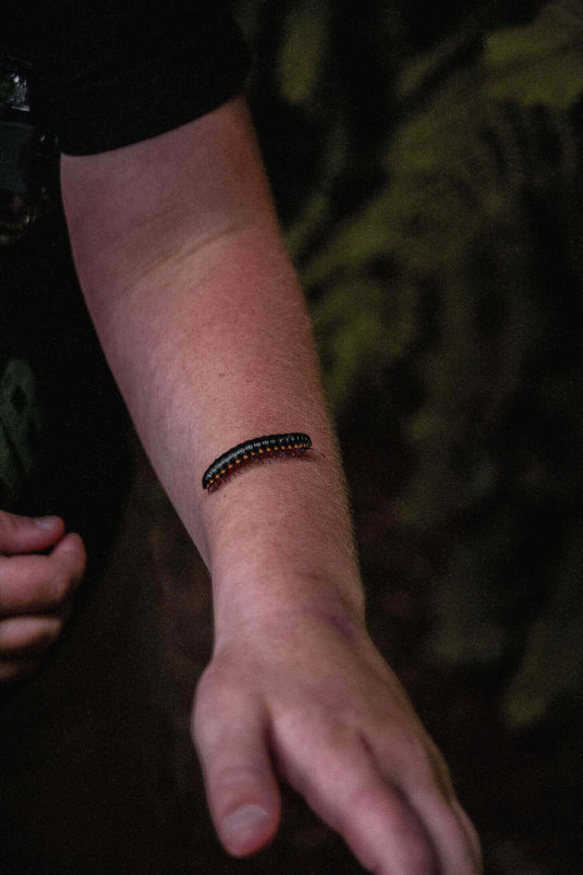 Centipede crawling on a hiker's arm in a forest setting