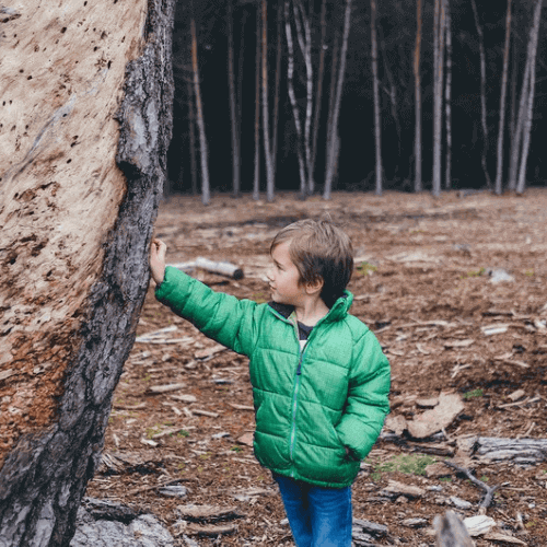 Child in green jacket exploring nature by touching a large tree trunk in a forest.