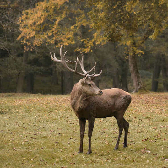 Majestic deer standing in a forest clearing during autumn, an example of wildlife observation. - Adventureco Blog