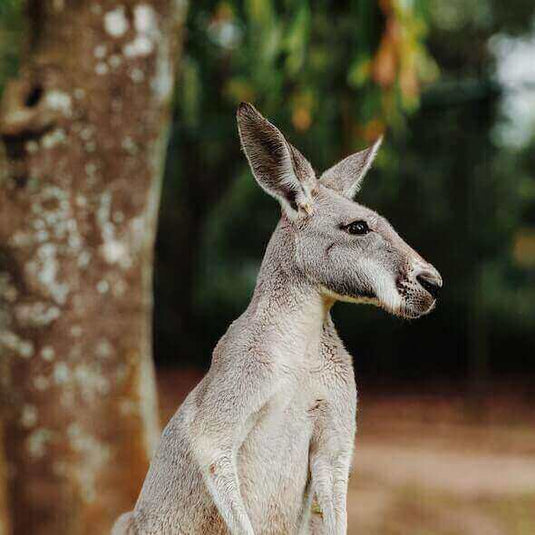 Kangaroo standing near a tree in the wilderness during a wildlife encounter on a hiking and camping trip. - Adventureco Blog