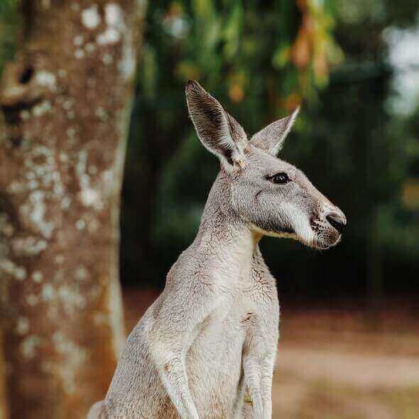 Kangaroo standing near a tree in the wilderness during a wildlife encounter on a hiking and camping trip.