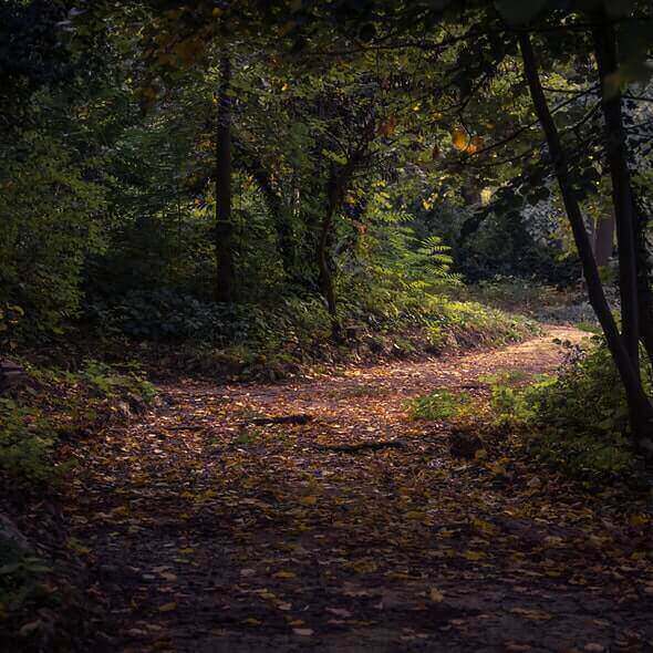 A serene forest trail covered with autumn leaves, ideal for group hikes and outdoor adventures.