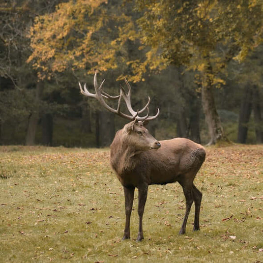 Majestic deer with antlers standing in a forest clearing during autumn