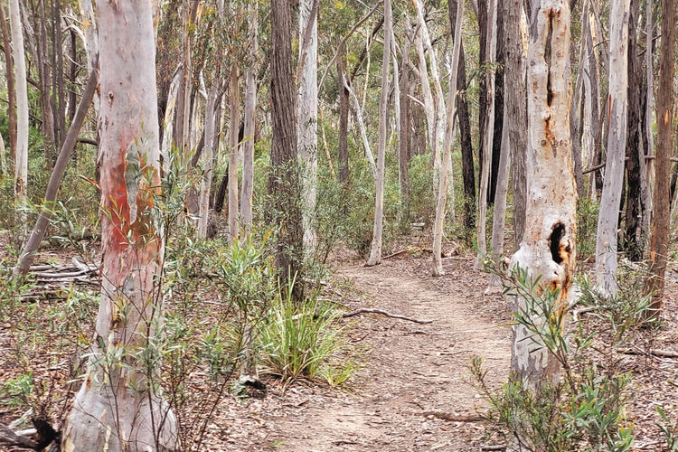 Barefoot and minimalist trail running in Australia