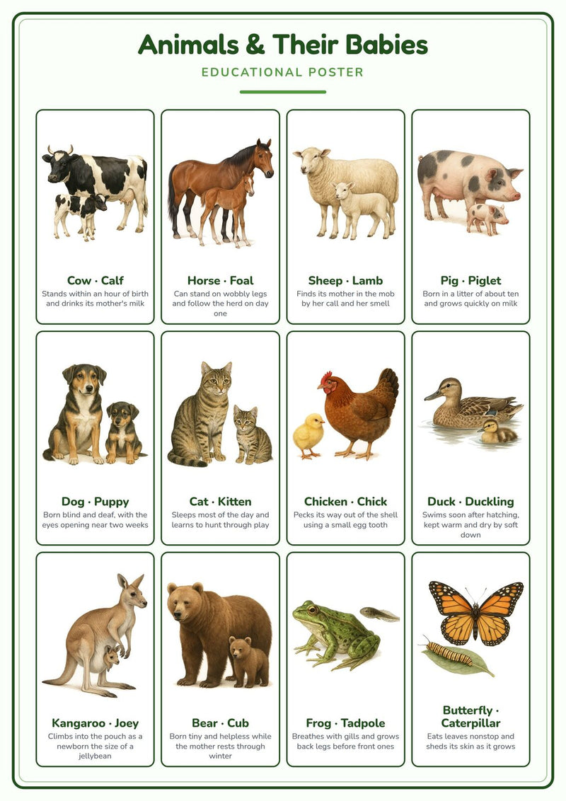 Load image into Gallery viewer, Animals &amp; Their Babies: A4 Matte Laminated Educational Poster Print - 210x297mm-1
