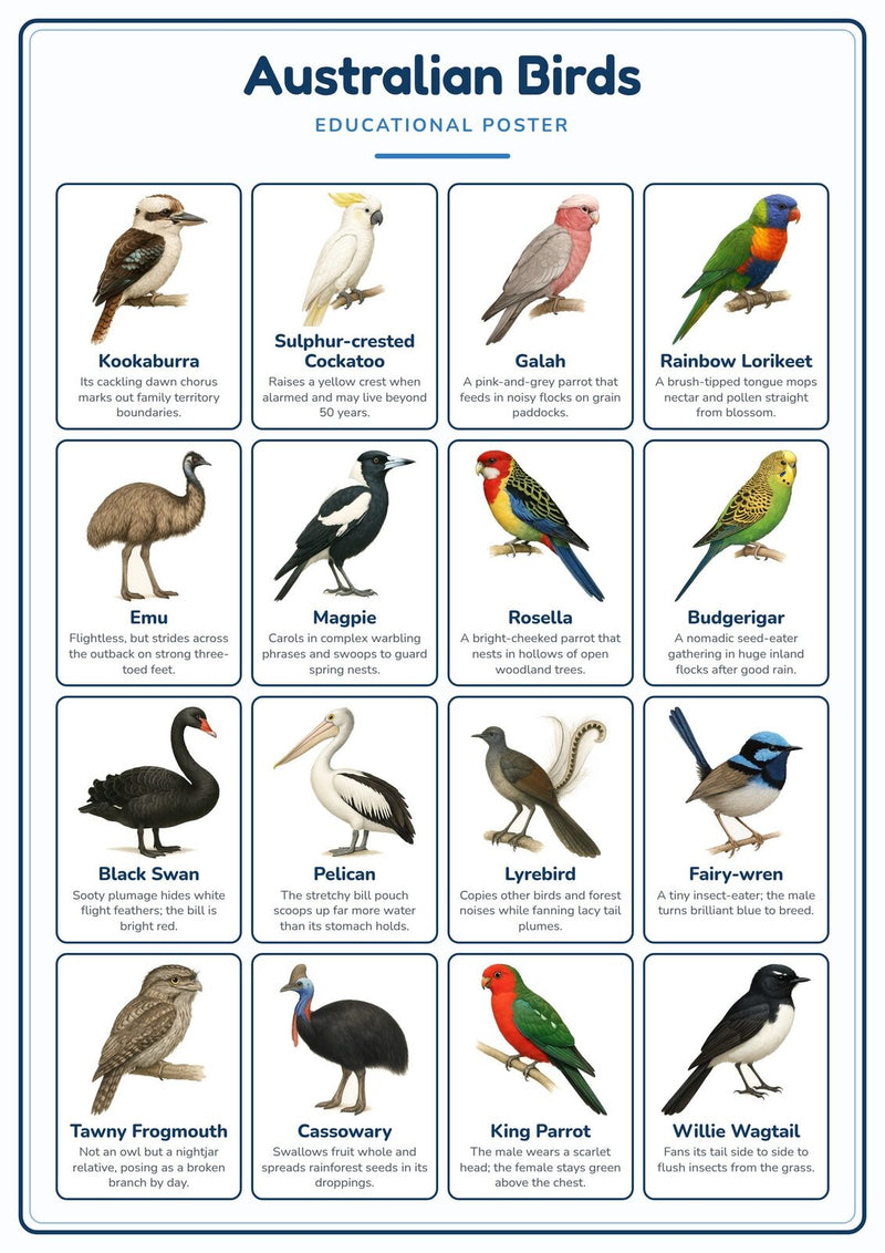Load image into Gallery viewer, Australian Birds: A4 Matte Laminated Educational Poster Print - 210x297mm-0
