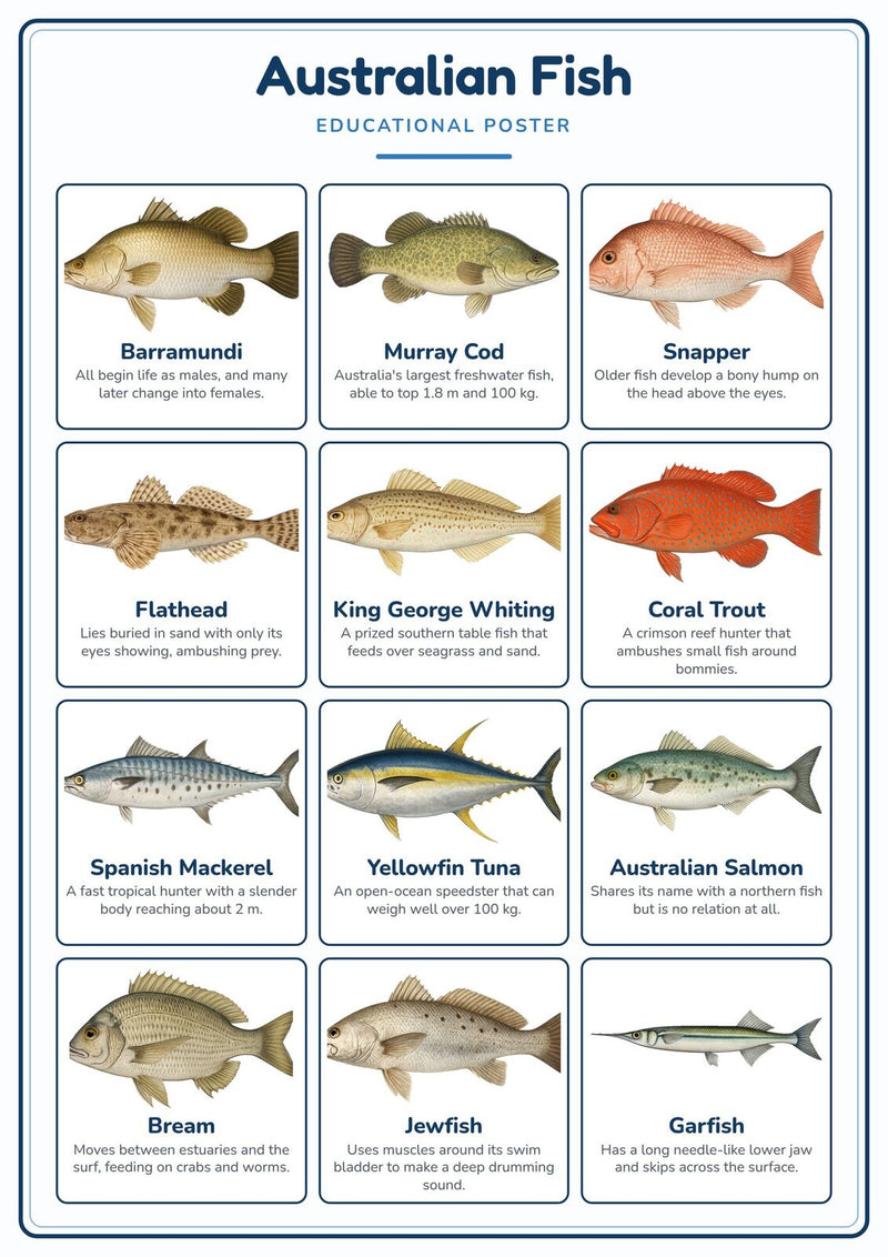 Load image into Gallery viewer, Australian Fish: A4 Matte Laminated Educational Poster Print - 210x297mm-0
