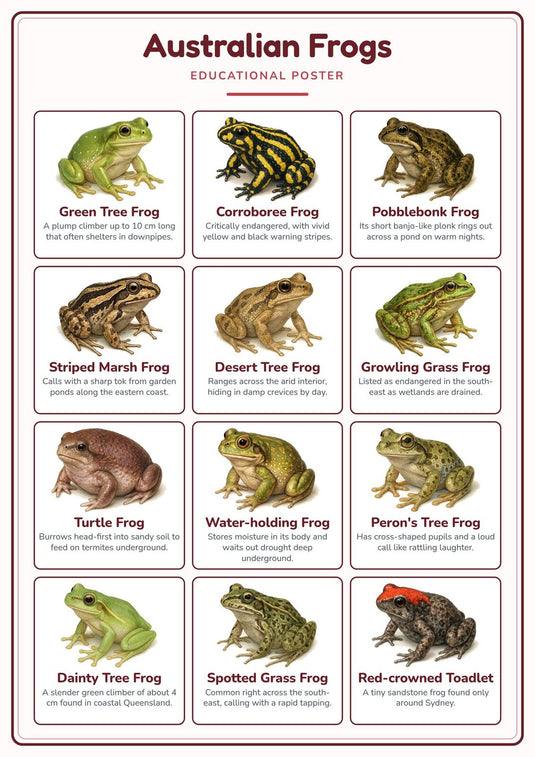 Australian Frogs: A4 Matte Laminated Educational Poster Print - 210x297mm-0