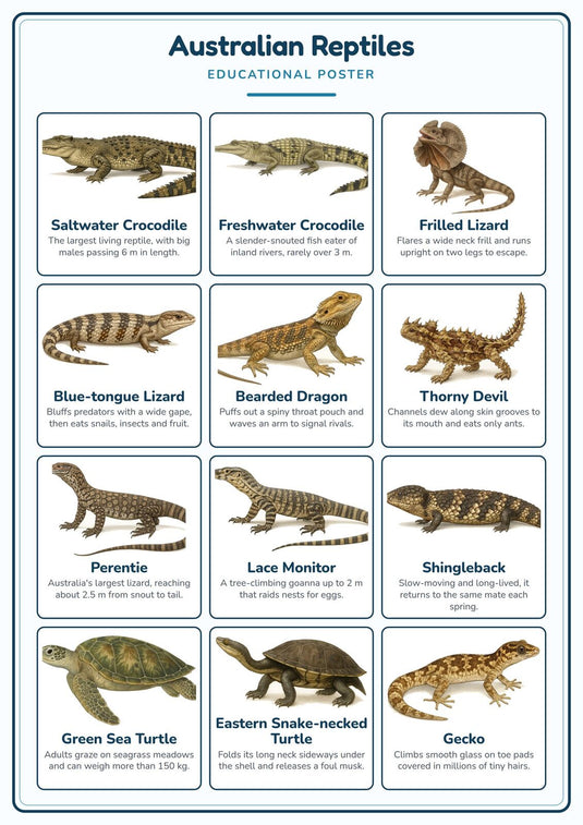 Australian Reptiles: A4 Matte Laminated Educational Poster Print - 210x297mm-1