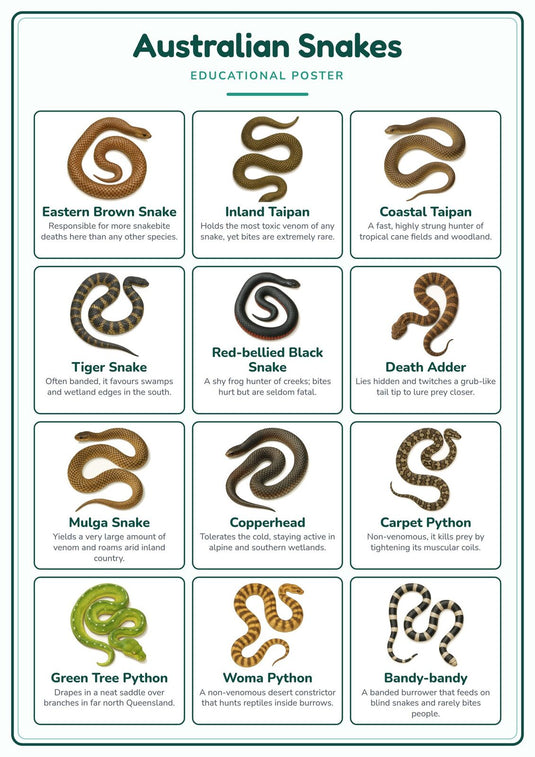 Australian Snakes: A4 Matte Laminated Educational Poster Print - 210x297mm-1