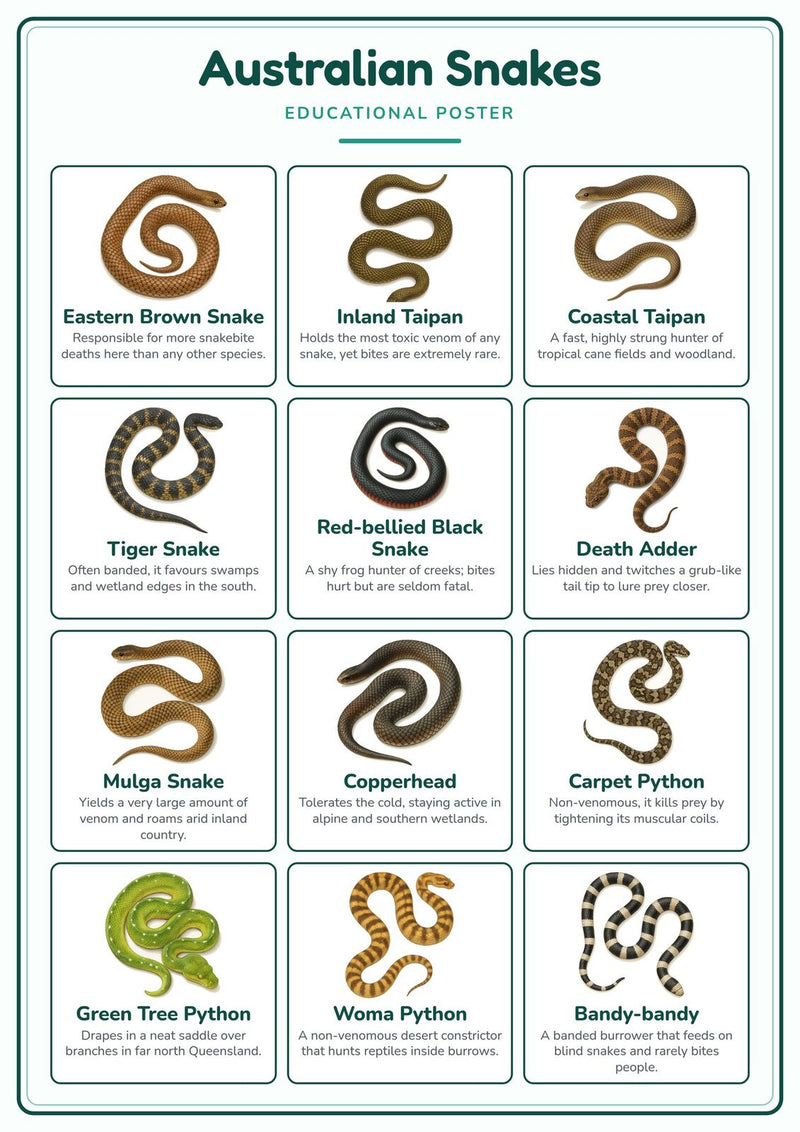 Load image into Gallery viewer, Australian Snakes: A4 Matte Laminated Educational Poster Print - 210x297mm-0
