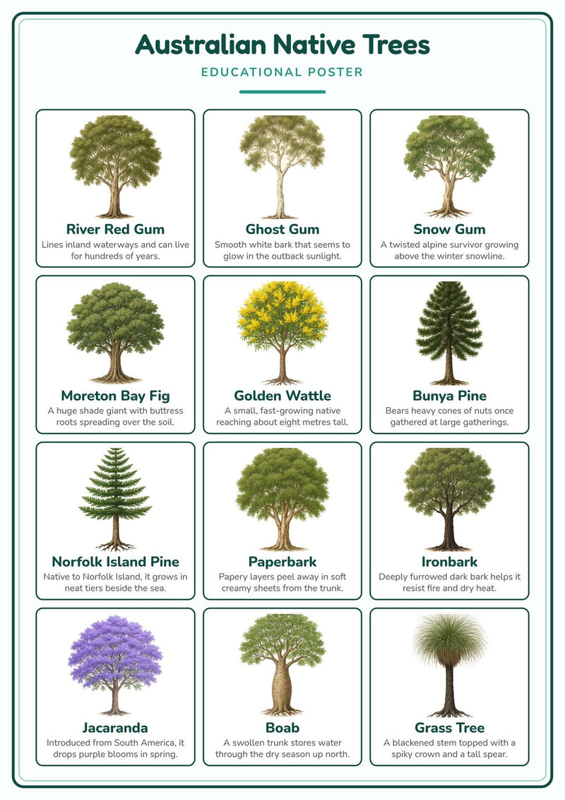 Load image into Gallery viewer, Australian Native Trees: A4 Matte Laminated Educational Poster Print - 210x297mm-1
