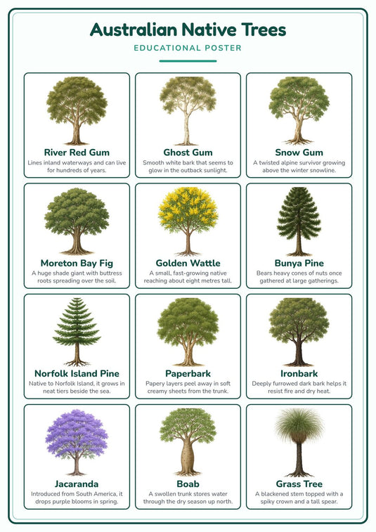 Australian Native Trees: A4 Matte Laminated Educational Poster Print - 210x297mm-1