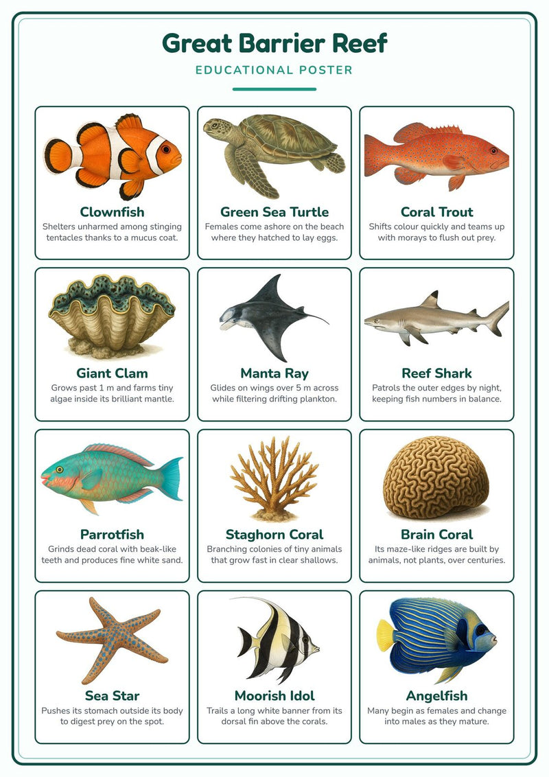 Load image into Gallery viewer, Great Barrier Reef: A4 Matte Laminated Educational Poster Print - 210x297mm-1

