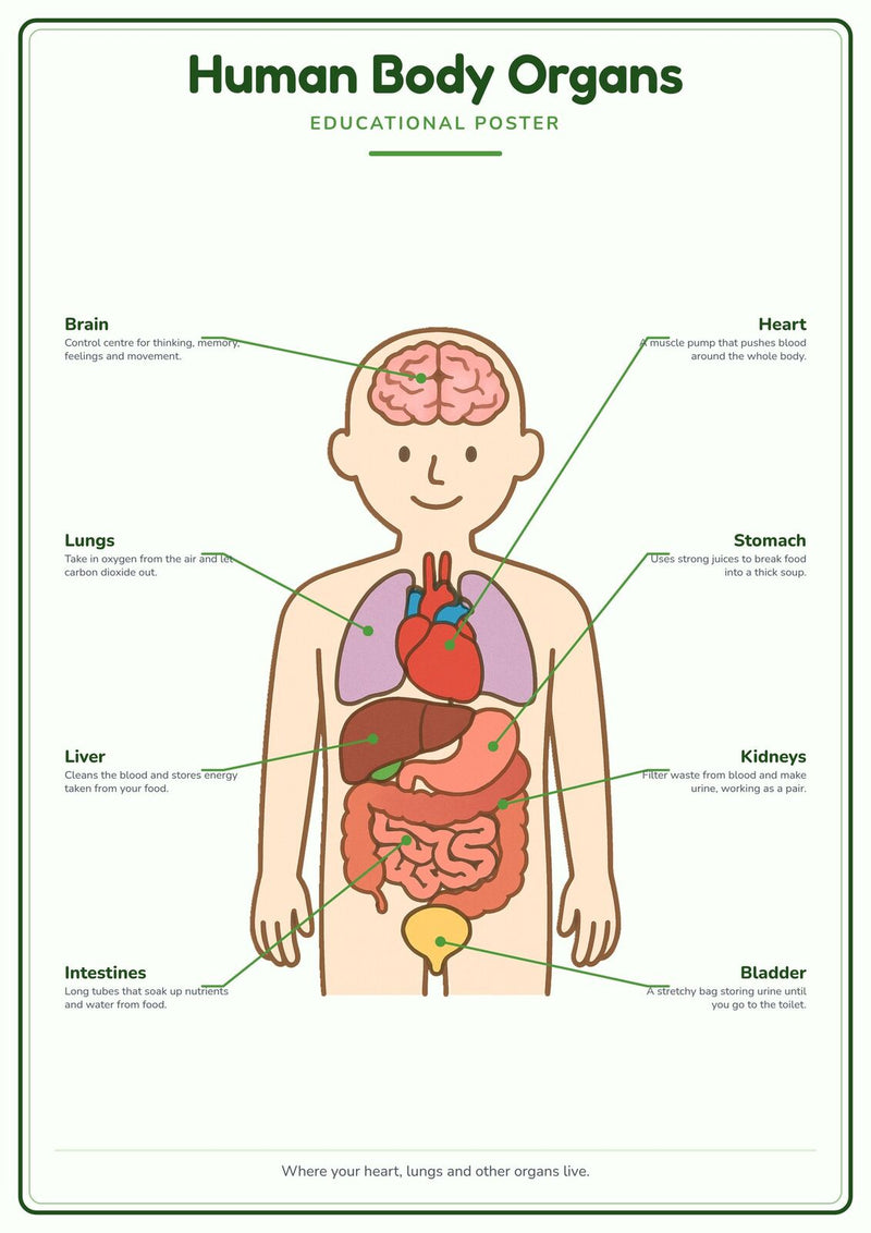 Load image into Gallery viewer, Human Body Organs: A4 Matte Laminated Educational Poster Print - 210x297mm-0
