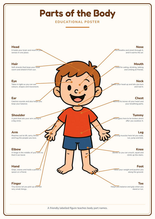 Parts of the Body: A4 Matte Laminated Educational Poster Print - 210x297mm-1