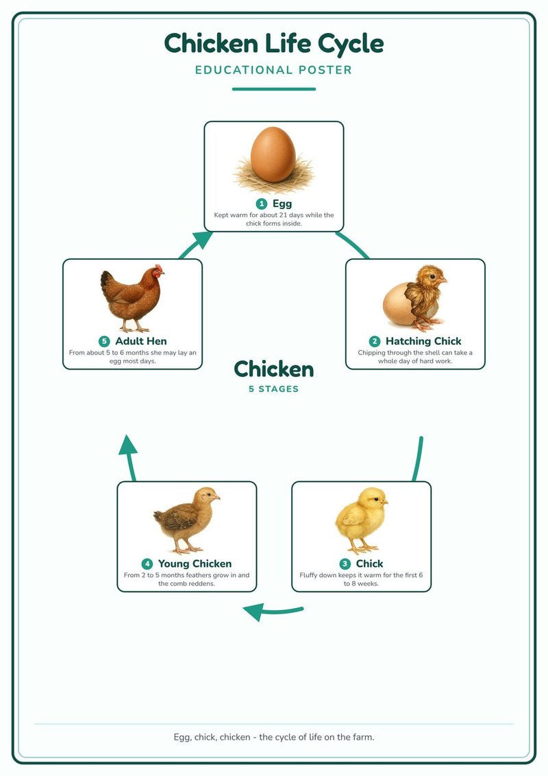 Load image into Gallery viewer, Chicken Life Cycle: A4 Matte Laminated Educational Poster Print - 210x297mm-1
