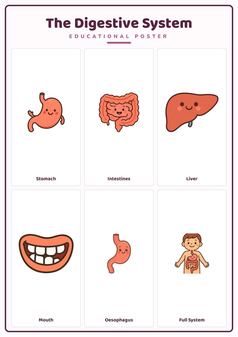 Load image into Gallery viewer, The Digestive System: A4 Matte Laminated Educational Poster Print - 210x297mm-1

