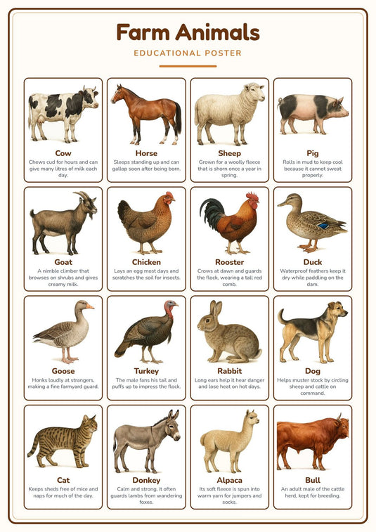 Farm Animals: A4 Matte Laminated Educational Poster Print - 210x297mm-1