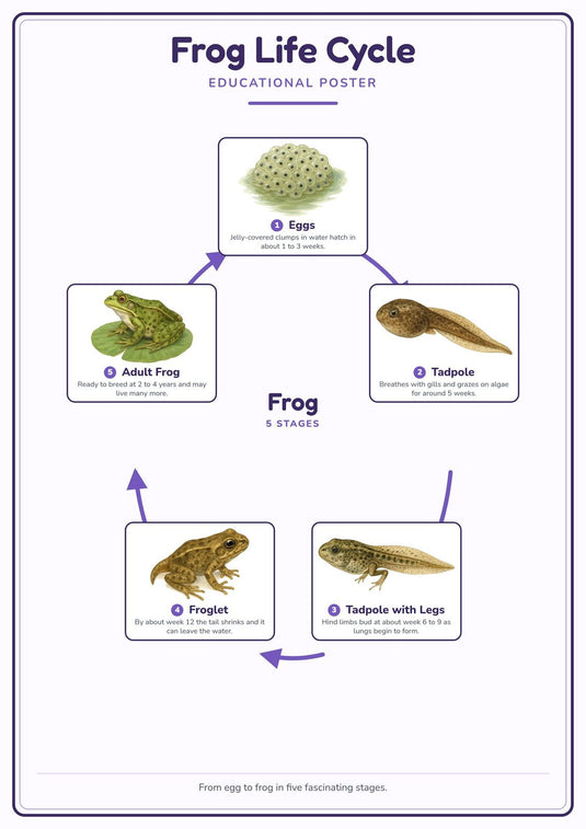 Frog Life Cycle: A4 Matte Laminated Educational Poster Print - 210x297mm-0