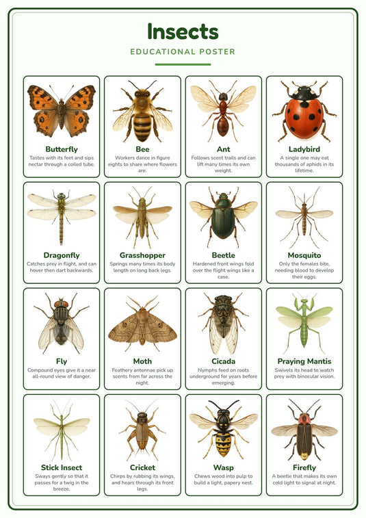 Insects: A4 Matte Laminated Educational Poster Print - 210x297mm-0