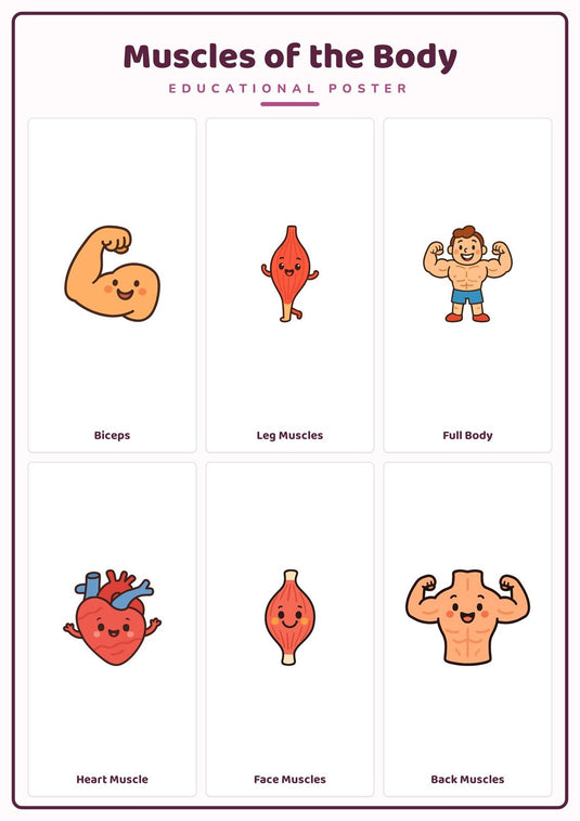 Muscles of the Body: A4 Matte Laminated Educational Poster Print - 210x297mm-0