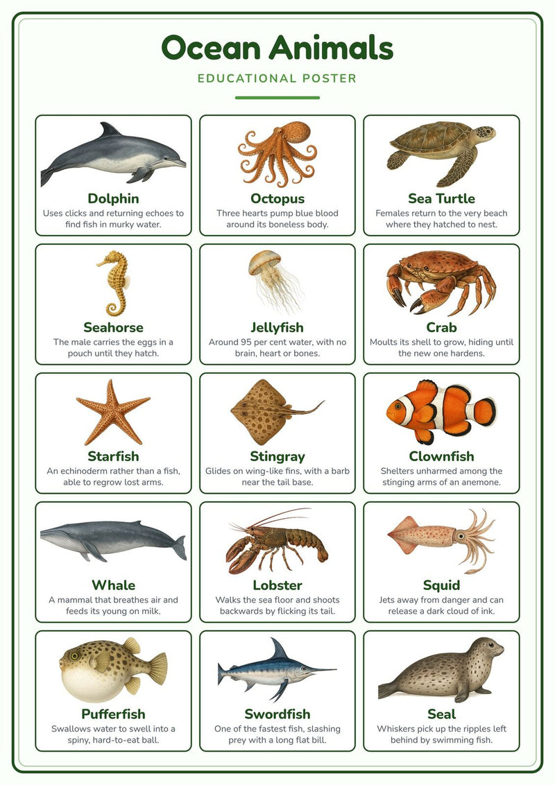 Load image into Gallery viewer, Ocean Animals: A4 Matte Laminated Educational Poster Print - 210x297mm-0
