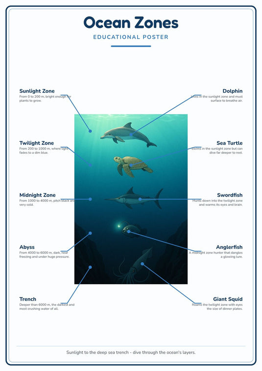 Ocean Zones: A4 Matte Laminated Educational Poster Print - 210x297mm-1