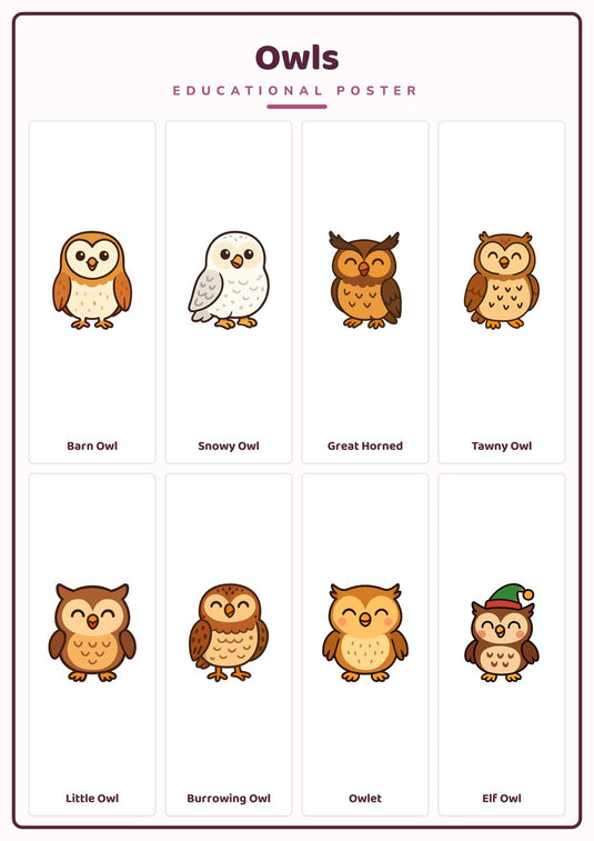 Owls: A4 Matte Laminated Educational Poster Print - 210x297mm-1