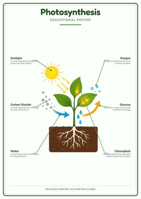 Photosynthesis: A4 Matte Laminated Educational Poster Print - 210x297mm-0