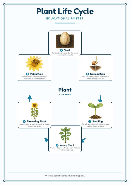 Plant Life Cycle: A4 Matte Laminated Educational Poster Print - 210x297mm-1