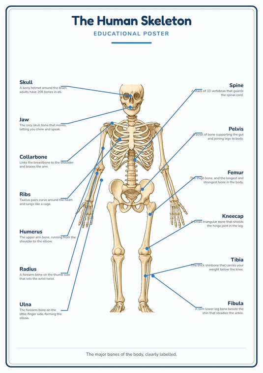 The Human Skeleton: A4 Matte Laminated Educational Poster Print - 210x297mm-0