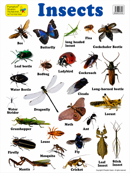 Large "Insects" Educational Poster - 73x52cm Size - Portrait (Printed by Pumpkin Queen)-1